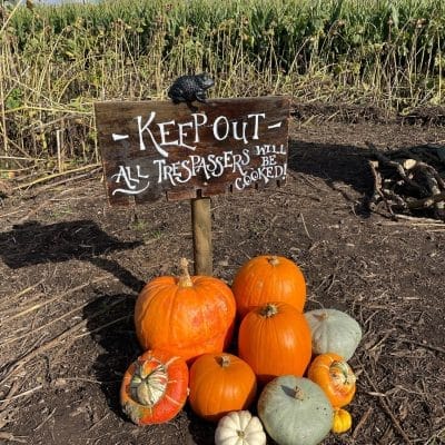 Spooky Maize Maze & Pumpkins | Lichfield - image 2