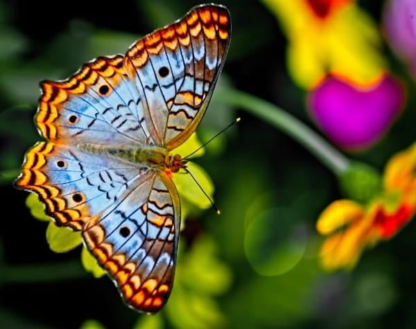 The Magic of the Gardens - Birmingham Botanical Gardens