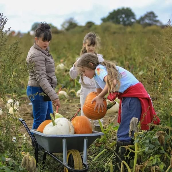 Pumpkins@ Lower Drayton Farm | Staffordshire