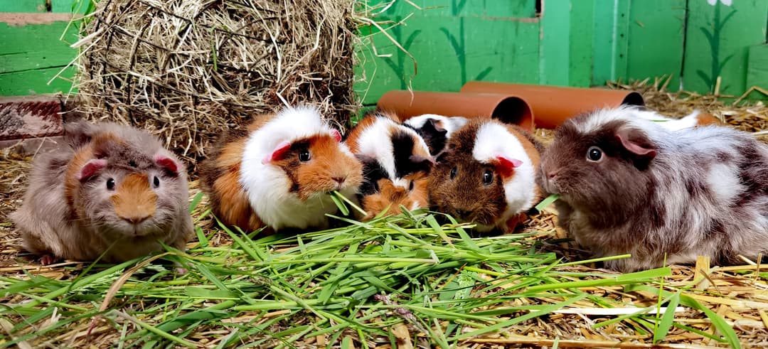 Easter at Ash End House Children's Farm - image 2