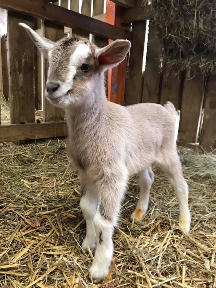 Ash End House Children's Farm | Tamworth - image 1