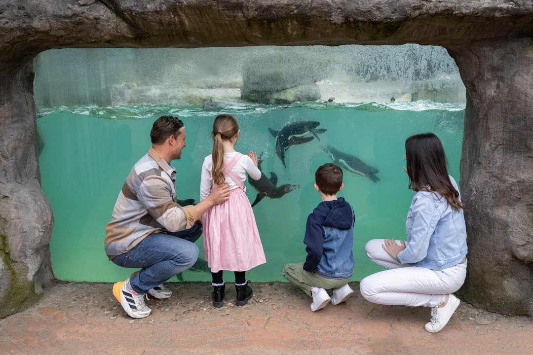 West Midlands Safari Park | Summer Savings & K-Pop Fun - image 4