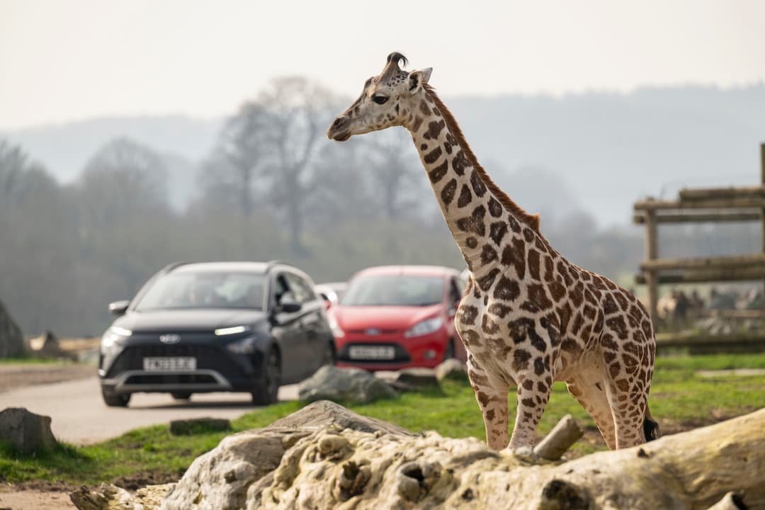 May Half Term at West Midlands Safari Park - image 5