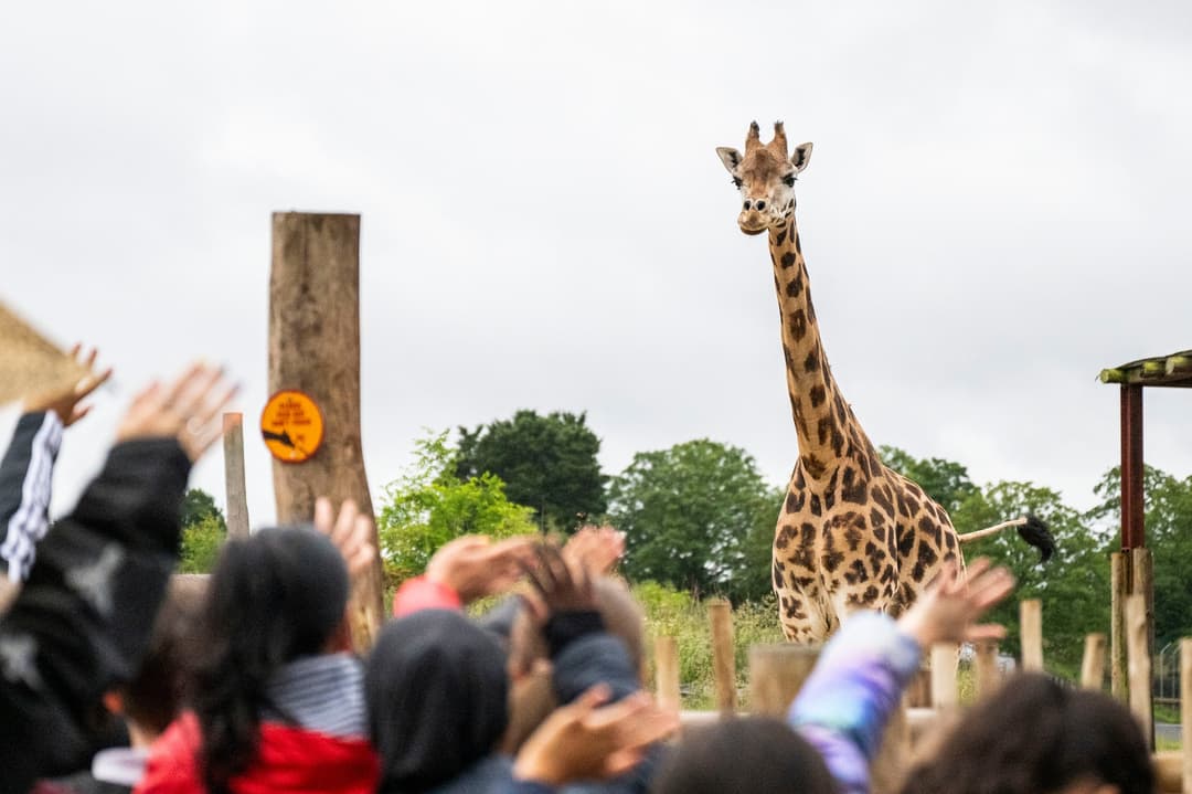 May Half Term at West Midlands Safari Park - image 4
