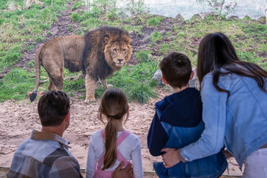 May Half Term at West Midlands Safari Park - image 3