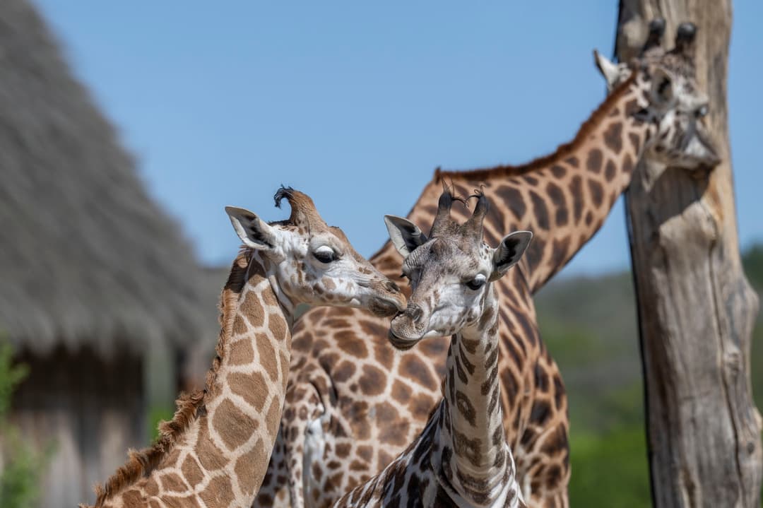 May Half Term at West Midlands Safari Park - image 1