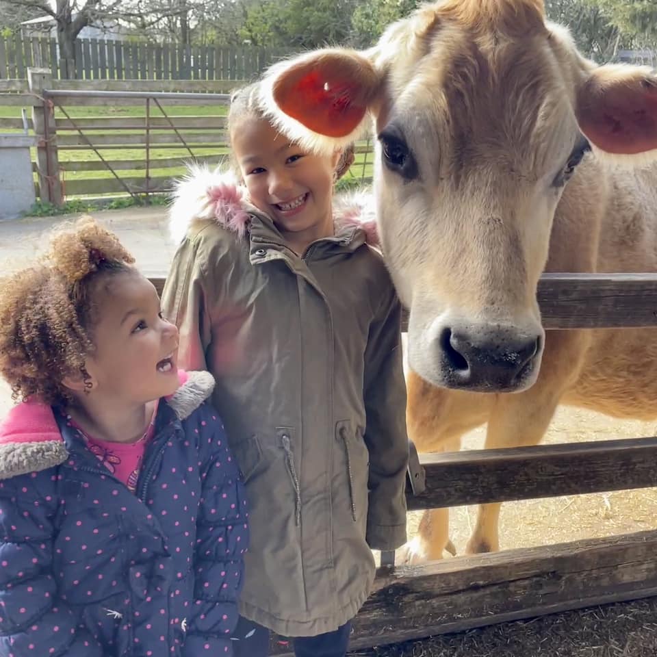 Summer at Ash End Children's Farm | Tamworth - image 1