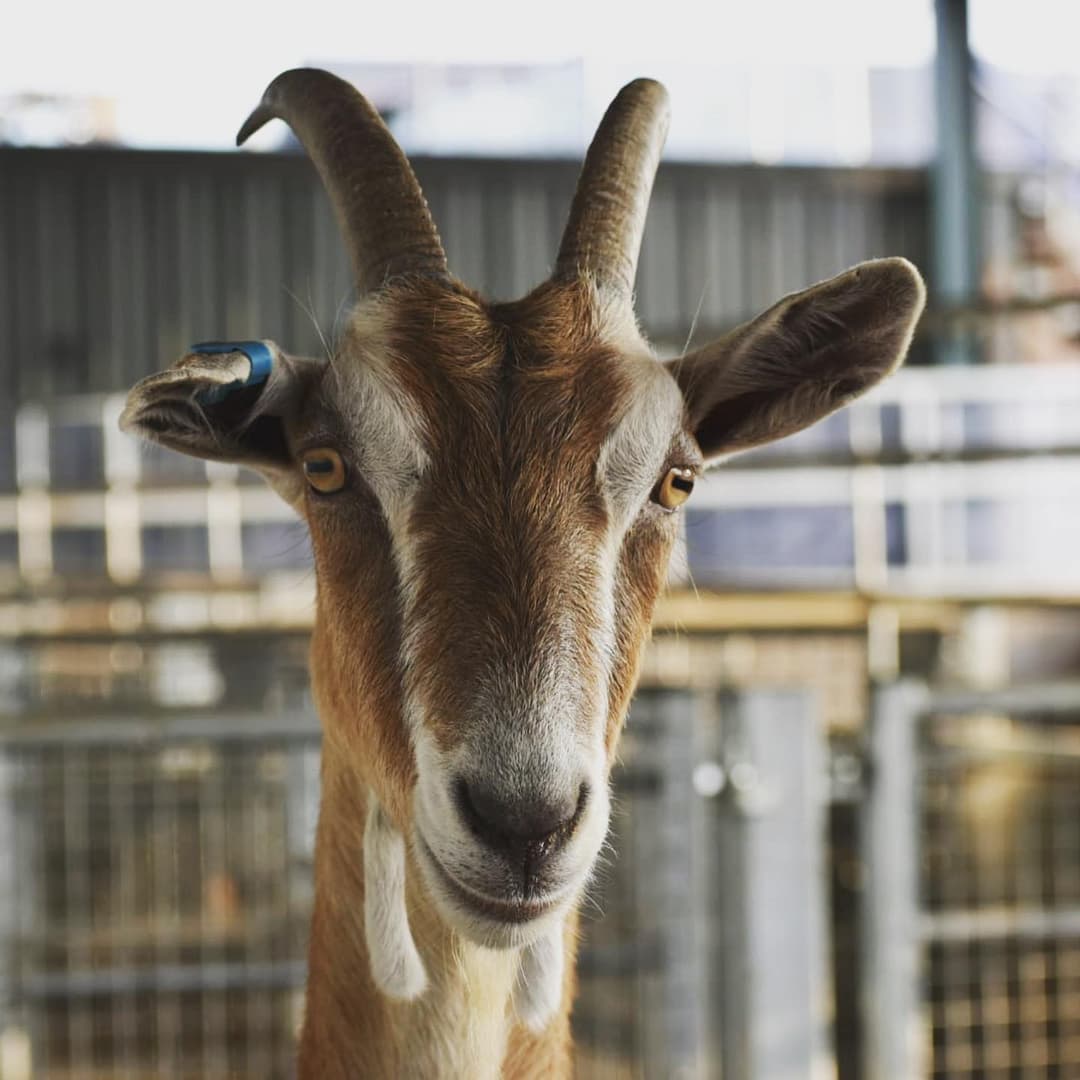 Animal Antics | Lower Drayton Farm - image 2