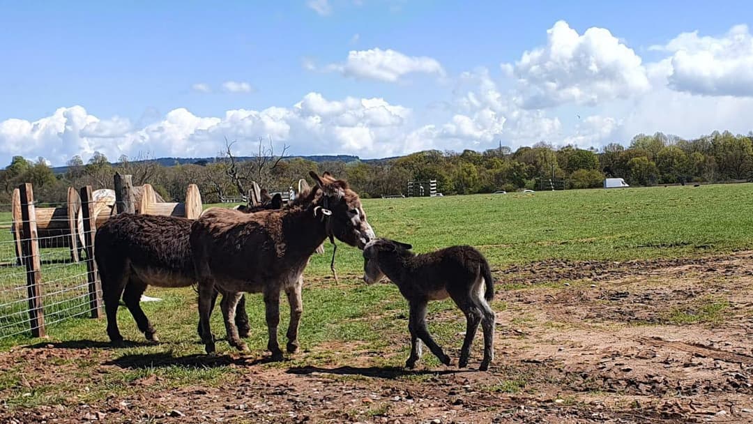 Animal Antics | Lower Drayton Farm - image 6
