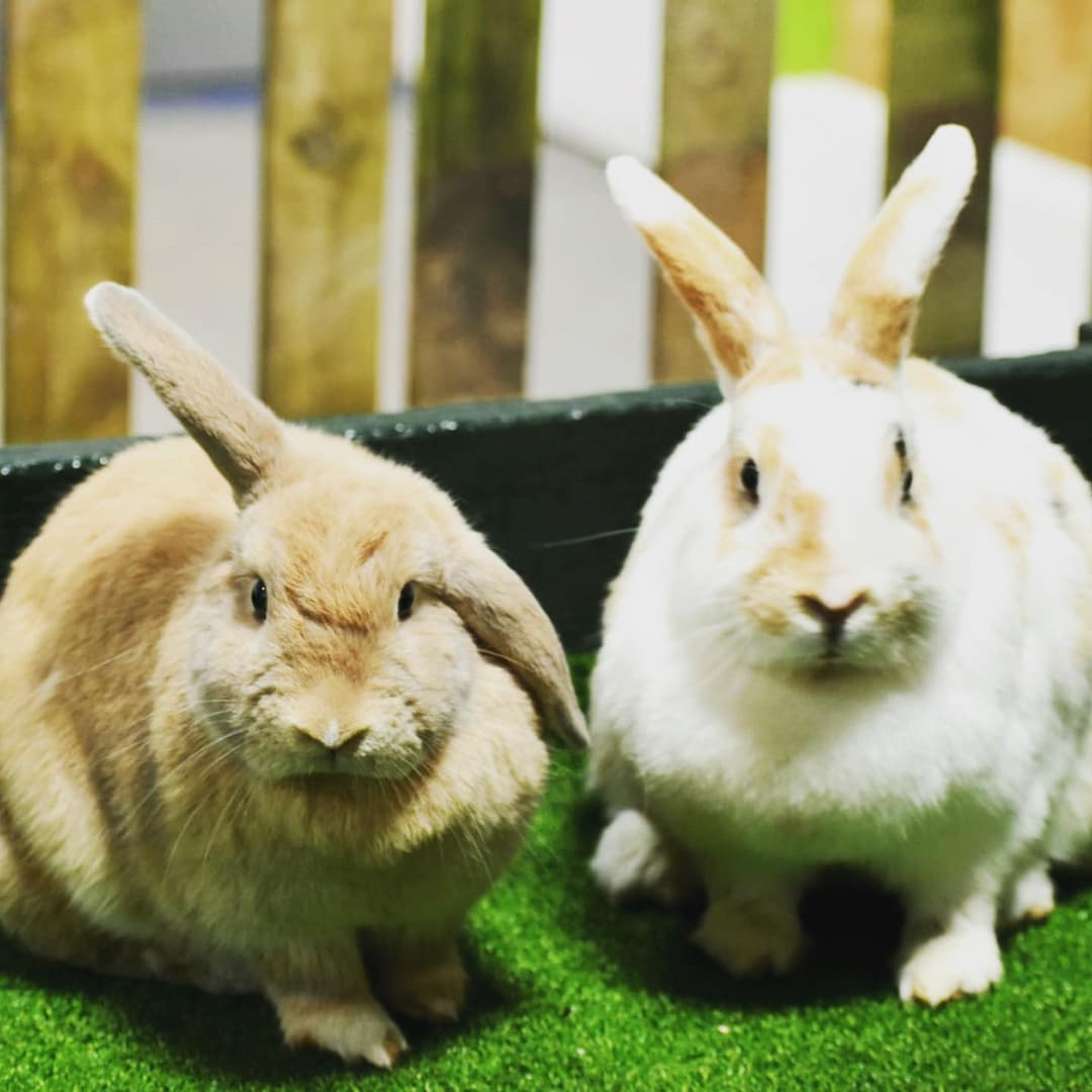 Animal Antics | Lower Drayton Farm - image 4