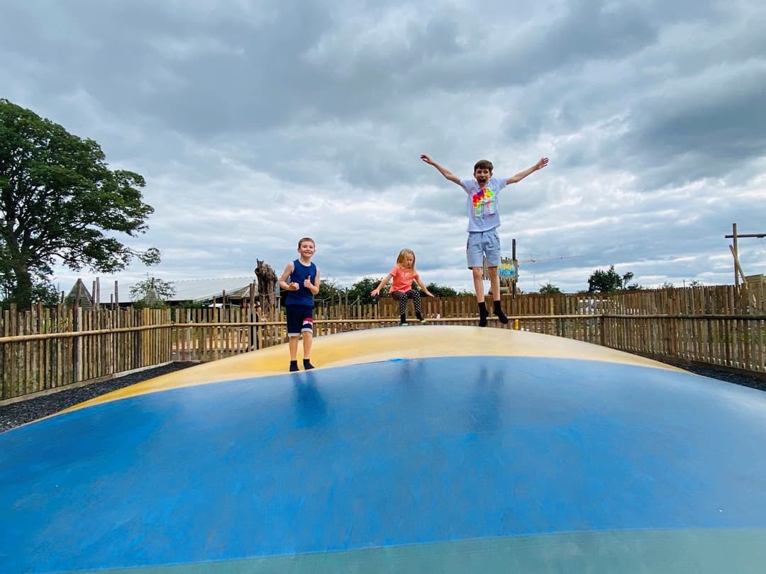 Animal Antics | Lower Drayton Farm - image 3