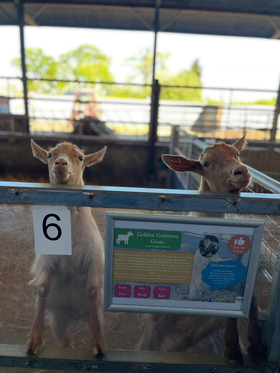 Animal Antics | Lower Drayton Farm - image 4