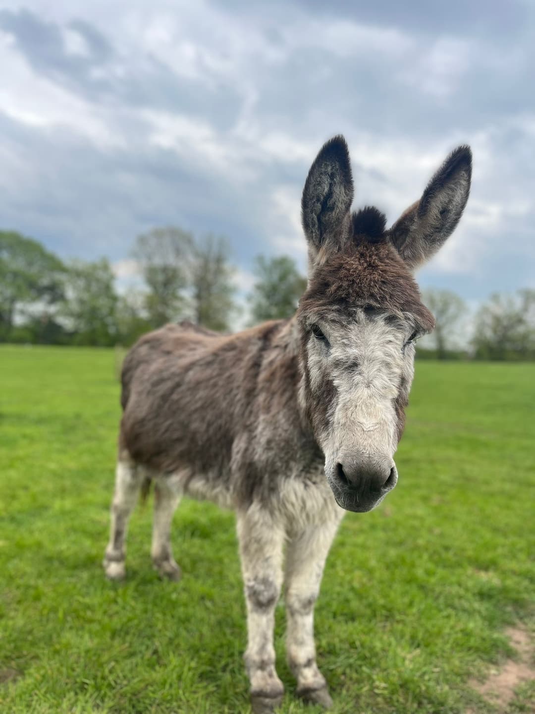 Animal Antics | Lower Drayton Farm - image 3