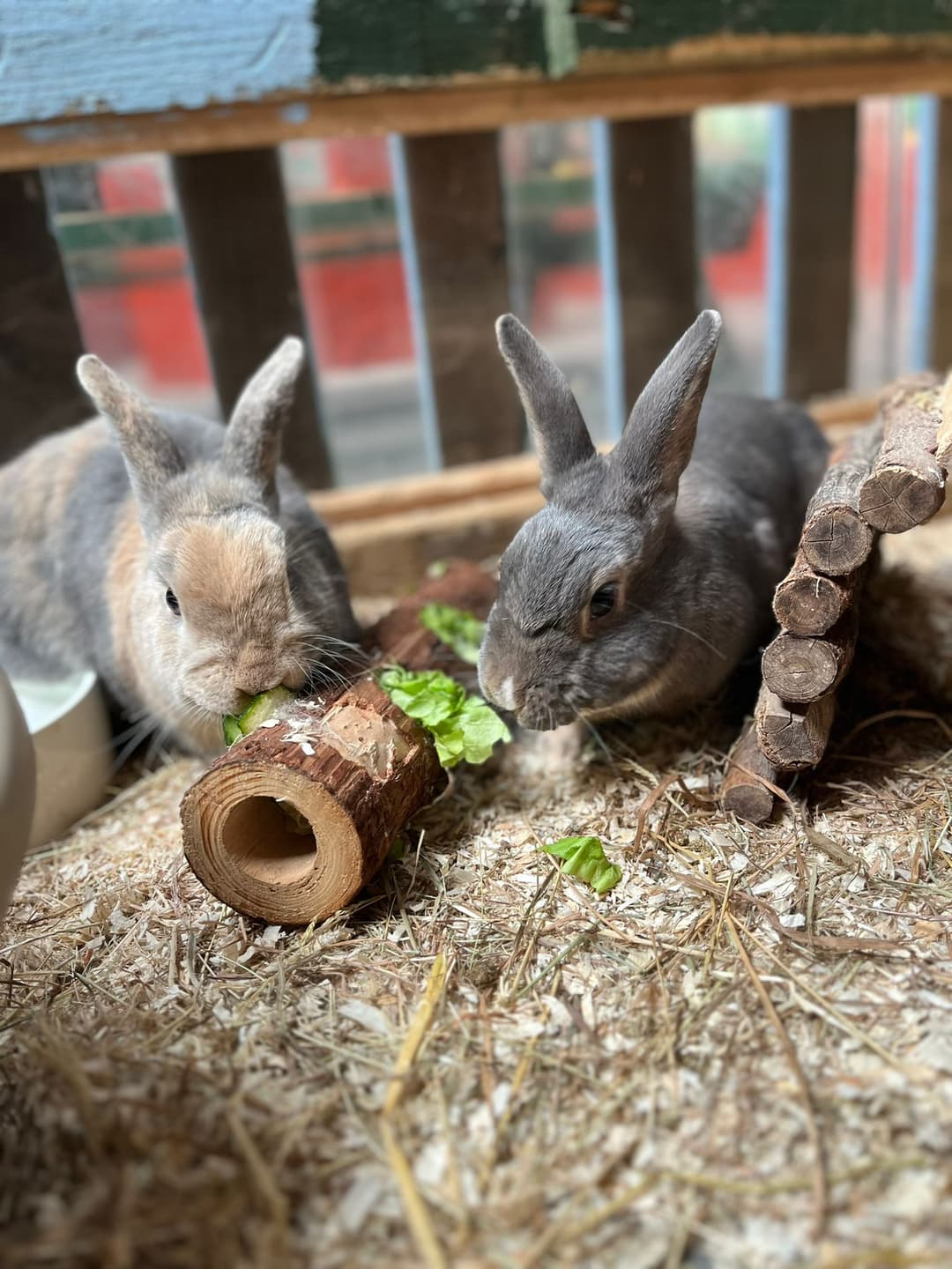 Animal Antics | Lower Drayton Farm - image 5