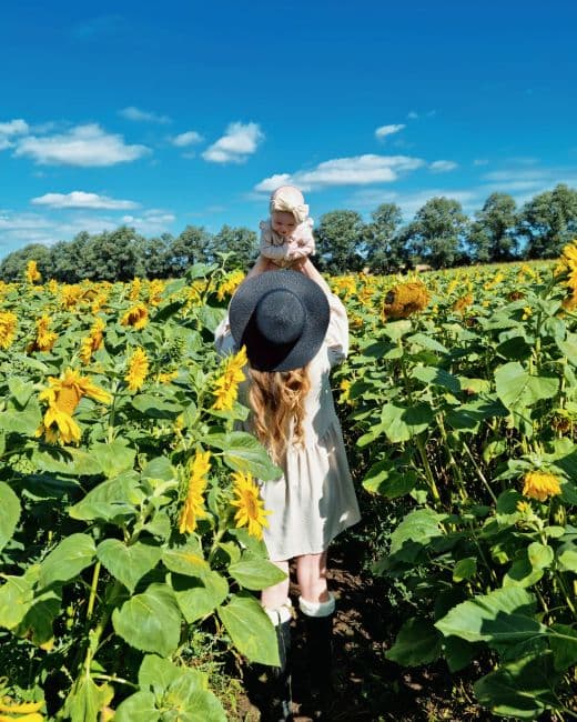 Lichfield Maize Maze, Sunflowers & Wildflowers - image 5
