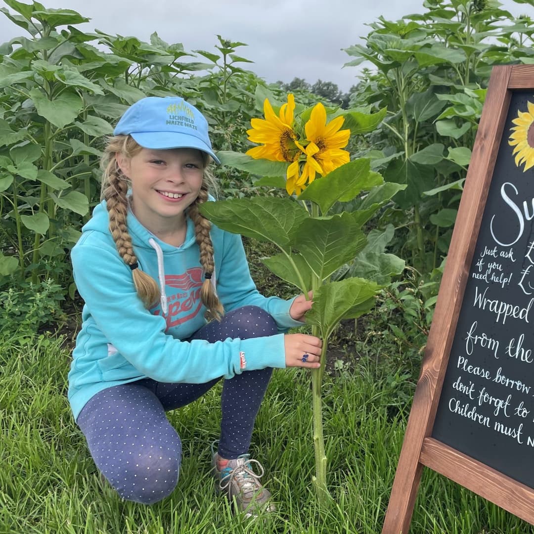 Lichfield Maize Maze, Sunflowers & Wildflowers - image 6