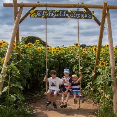 Lichfield Maize Maze, Sunflowers & Wildflowers - image 3