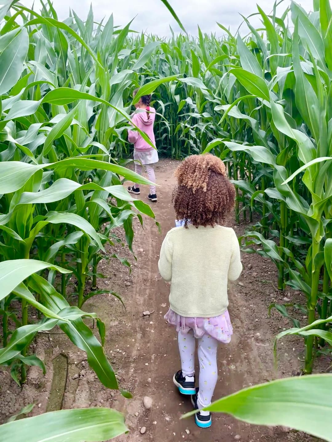Lichfield Maize Maze, Sunflowers & Wildflowers - image 6