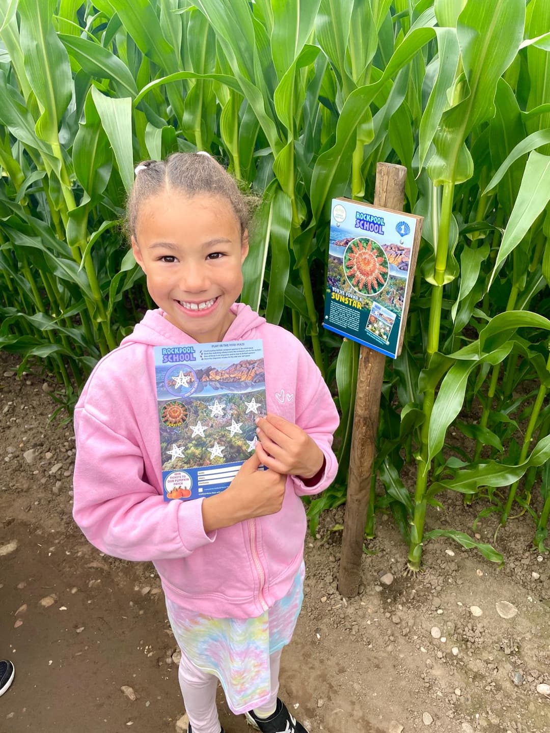 Lichfield Maize Maze, Sunflowers & Wildflowers - image 3