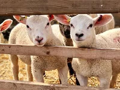 Lambs & Ewe | Lower Drayton Farm
