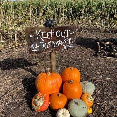 Spooky Maize Maze & Pumpkins | Lichfield - image 2