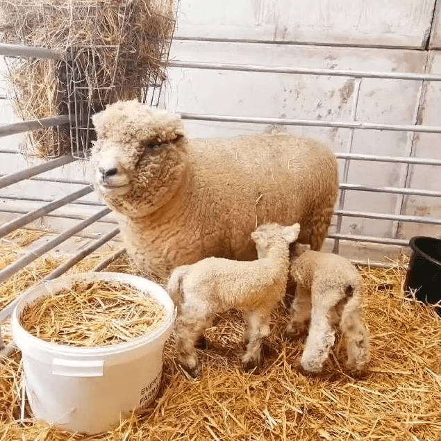 Easter Egg-Venture | Lower Drayton Farm - image 2