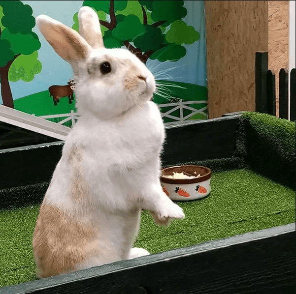 Easter Egg-Venture | Lower Drayton Farm - image 1